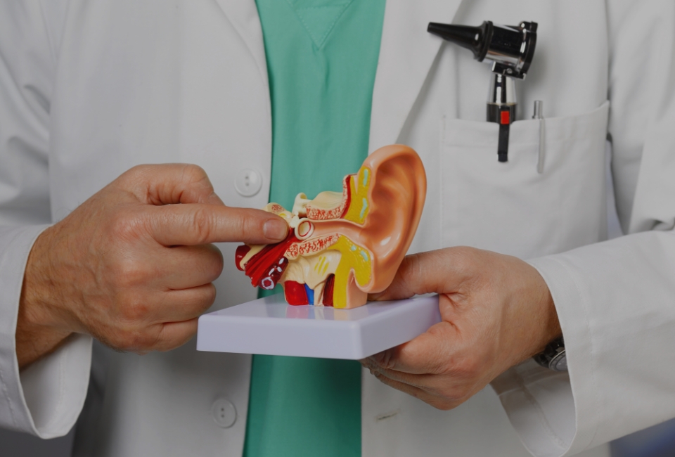 Lekarz z modelem narządu słuchu