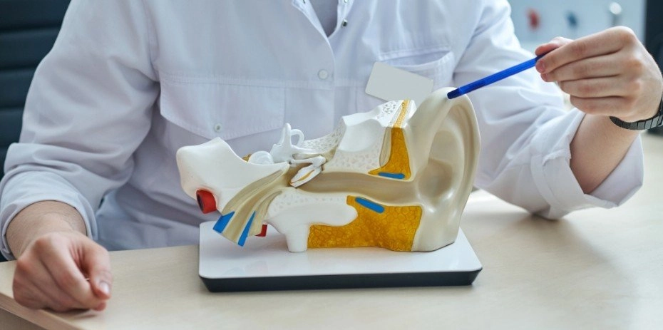 Laryngolog wskazuje długopisem na model narządu słuchowego